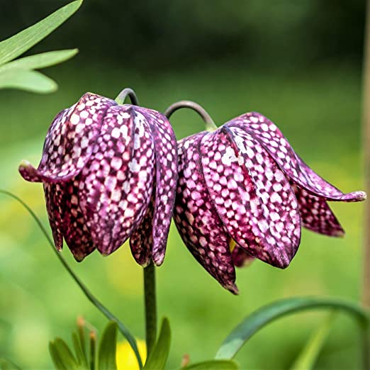 bulbs to plant in fall