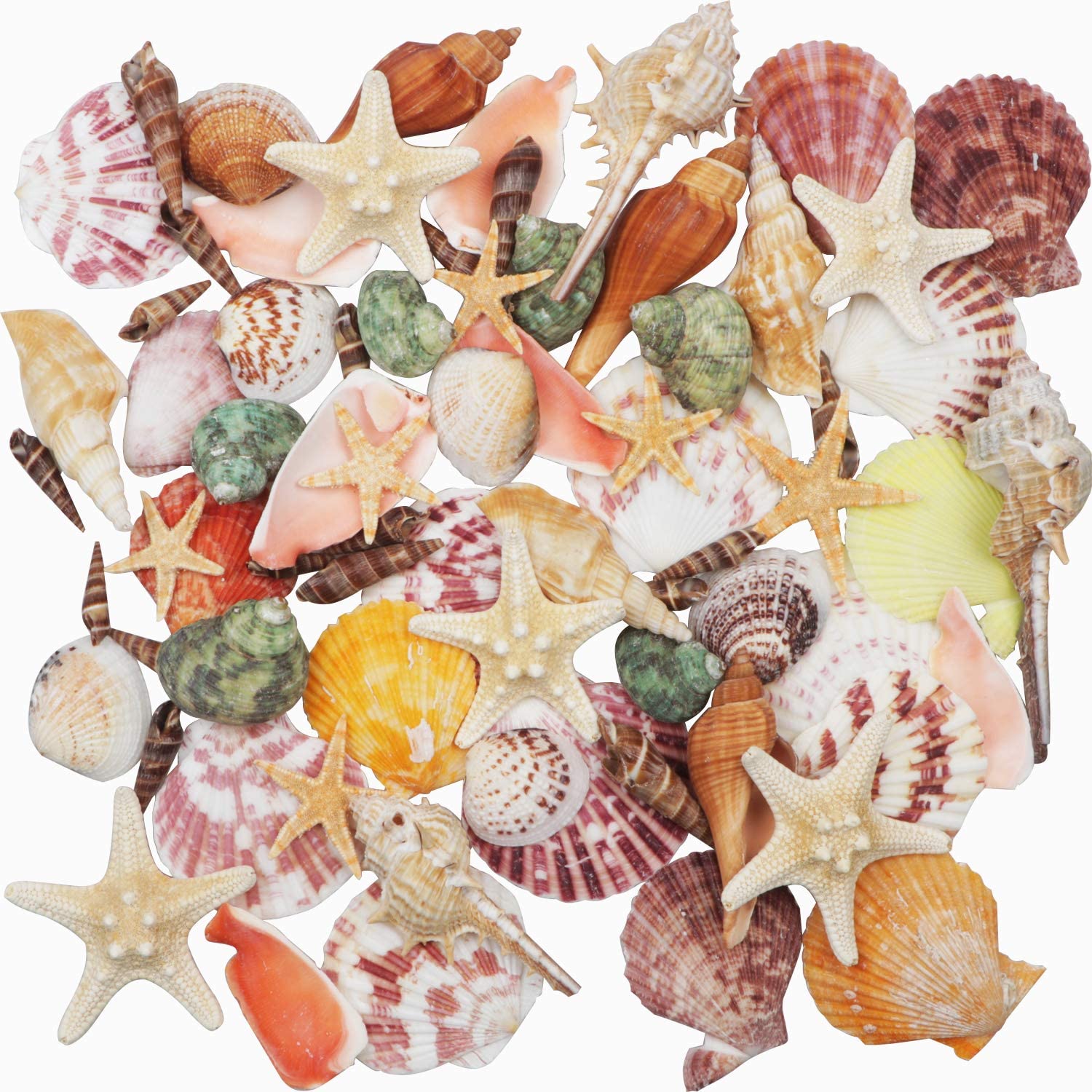 Fangoo Sea Shells Mixed Beach Seashells