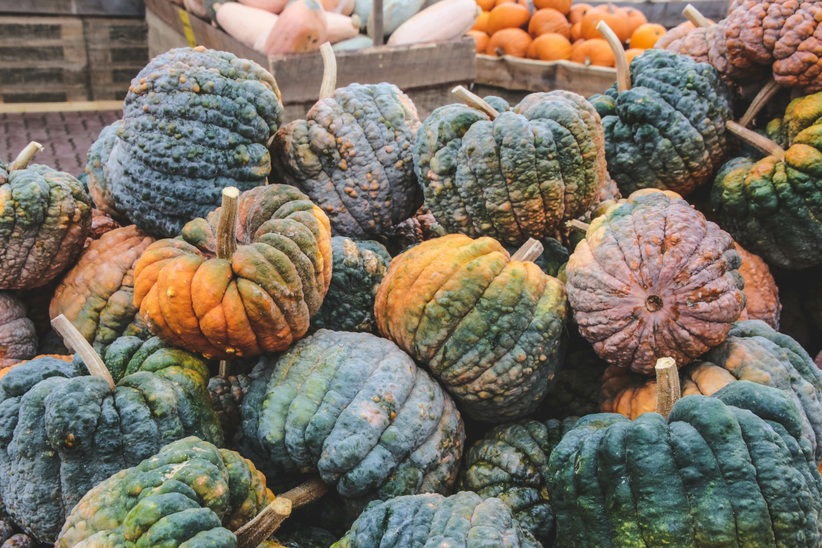 Black Pumpkins Exist and Here's How to Grow Them