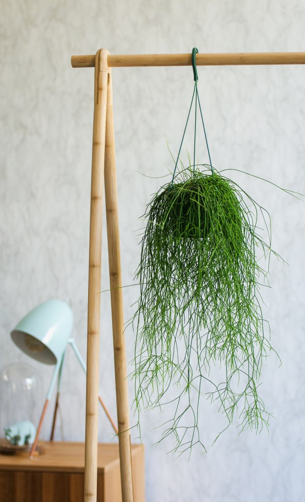 Rhipsalis cactus hanging on a bamboo clothes rack