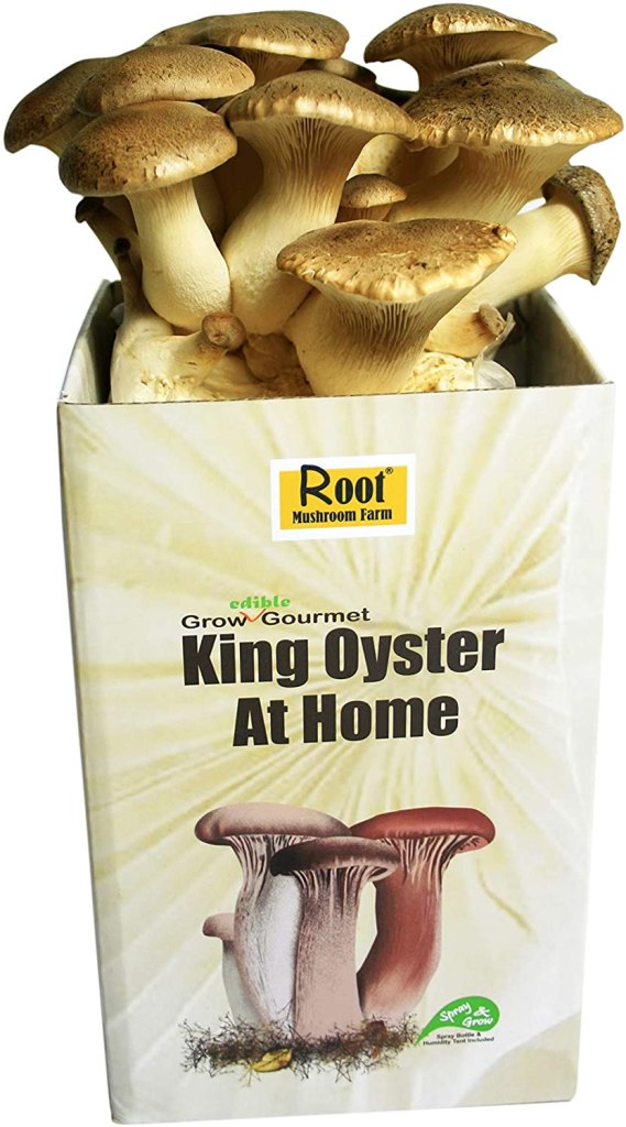 king oyster mushroom kit