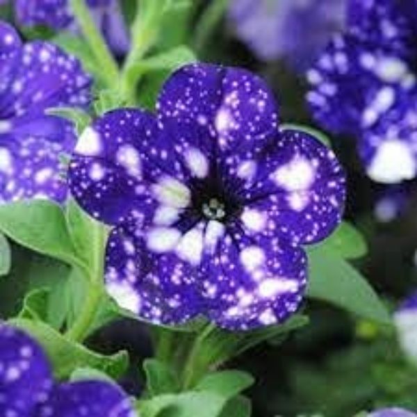 Dichondra 200pcs Petunia 'Night Sky Blue' Flowers Seeds