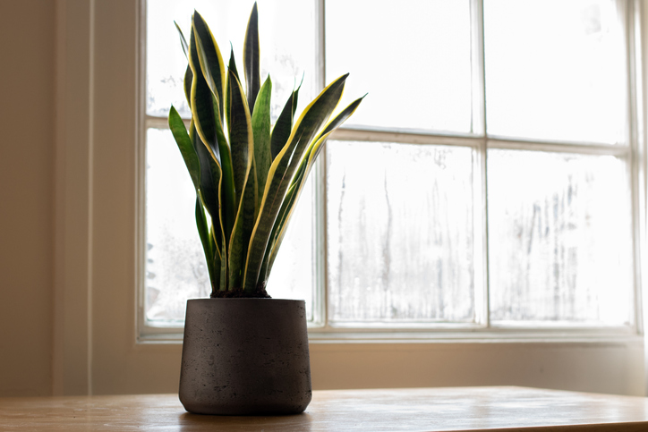 buy snake plants toronto Black Coral Green Snake Plant - 10" Pot