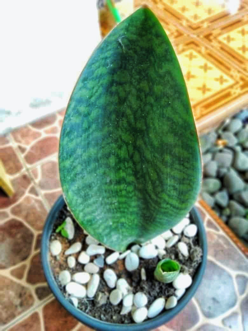 sansivera plant