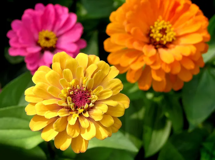 A macro view of three bright zinnias. Shot in afternoon sunlight with a shallow DOF.