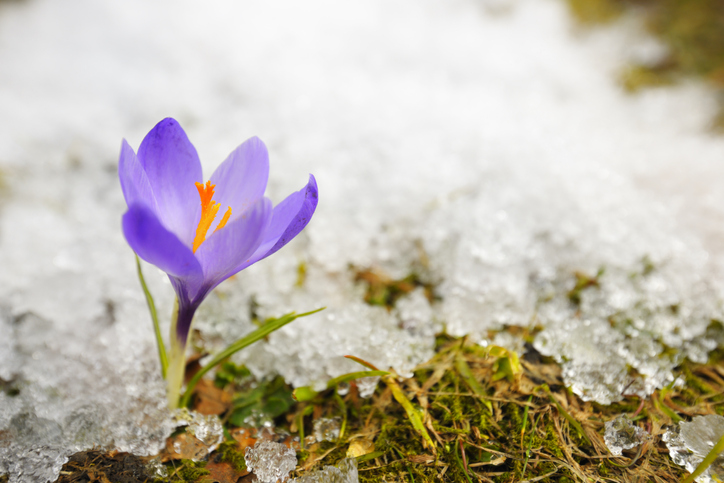 Early Spring Purple Crocus Flower in Melting Snow