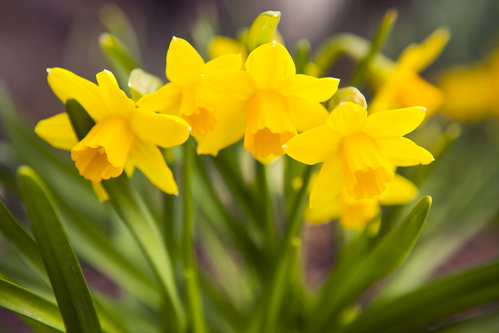 Spring Flowers: Yellow Daffodils