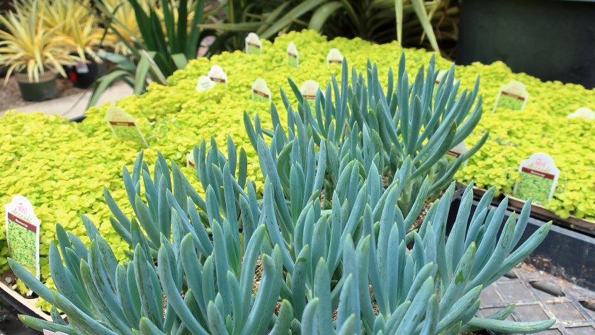 planting artichoke seeds Green Globe Artichoke Seeds – Perennial Heirloom – SurvivalGardenSeeds