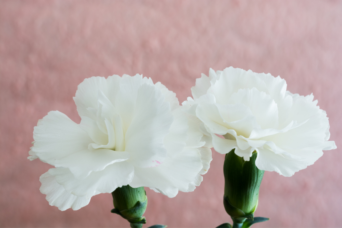 The Meaning Behind White Carnations and Other Colors
