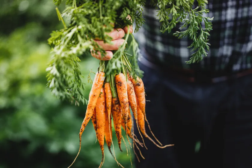 Senior man with bunch of freshly harvested carrots