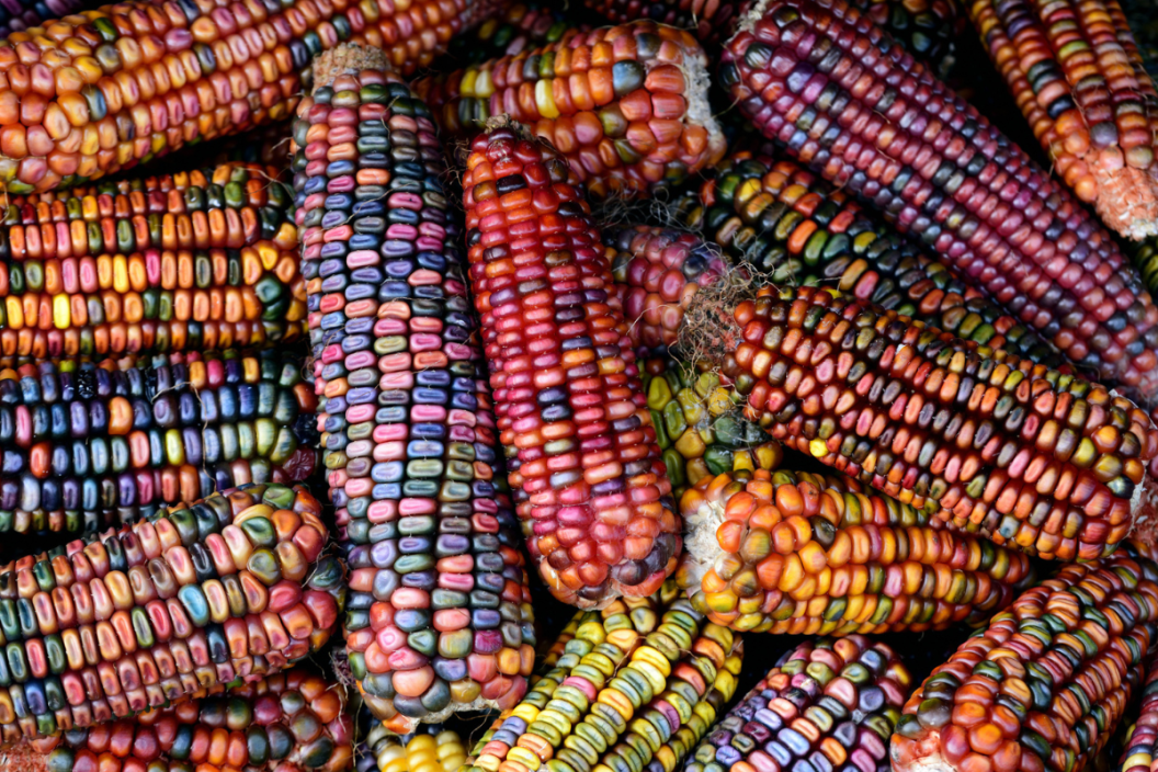 Glass Gem Corn Brings a Rainbow of Color to Fall Decorations