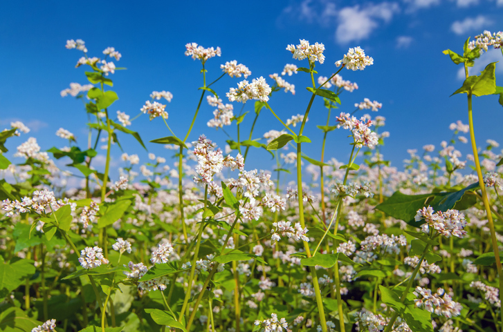 Close up photo of white blossoms of buckwheat plants, growing in a field