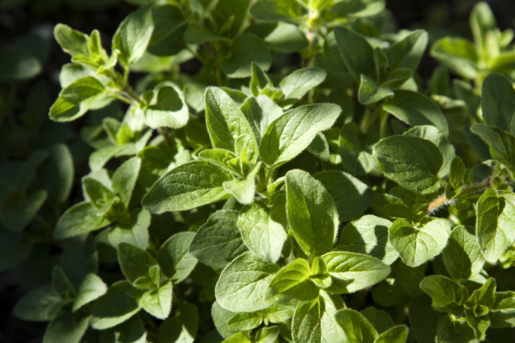 Oregano or pot marjoram (Origanum vulgare) is a species of Origanum, native to Europe, the Mediterranean region and southern and central Asia.