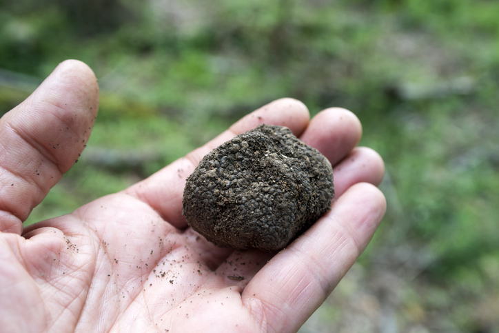 Black truffle on hand