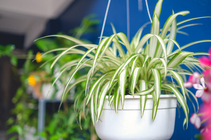 Chlorophytum comosum, Spider plant in white hanging pot