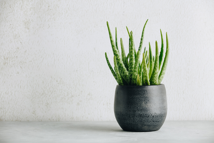 Aloe vera plant in design modern pot