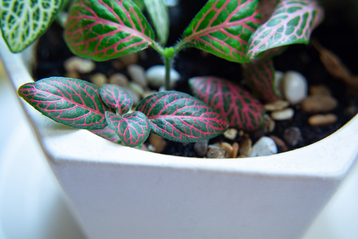 Fittonia with bright green leaves and pink or white veins.