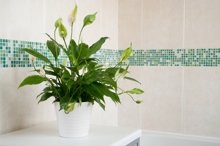 Spathiphyllum (Peace Lily) in white pot
