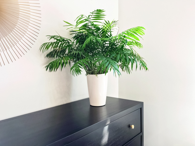 Parlor palm plant 
