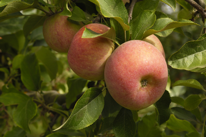 Close-up of fuji apples 