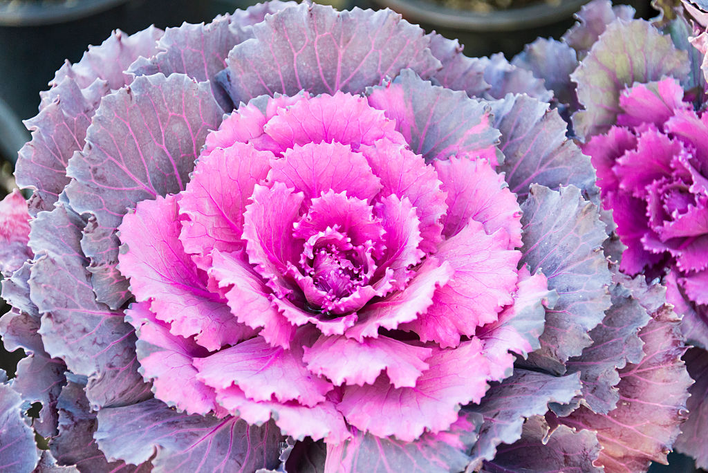 Closeup of purple Kale flower or Cabbage rose at a garden in