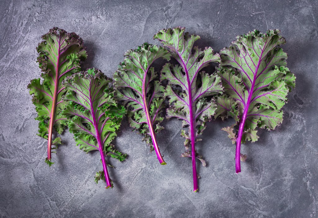 Red kale leaves on gray