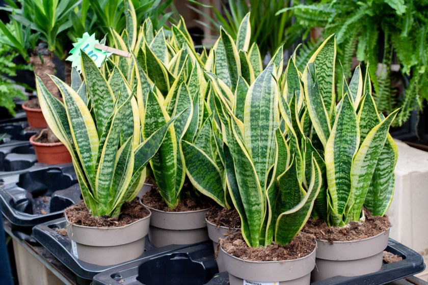 Snake Plant Benefits that Improve Sleep Quality
