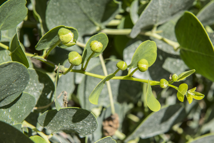 The plant is best known for the edible flower buds (capers), often used as a seasoning, and the fruit (caper berries), both of which are usually consumed pickled