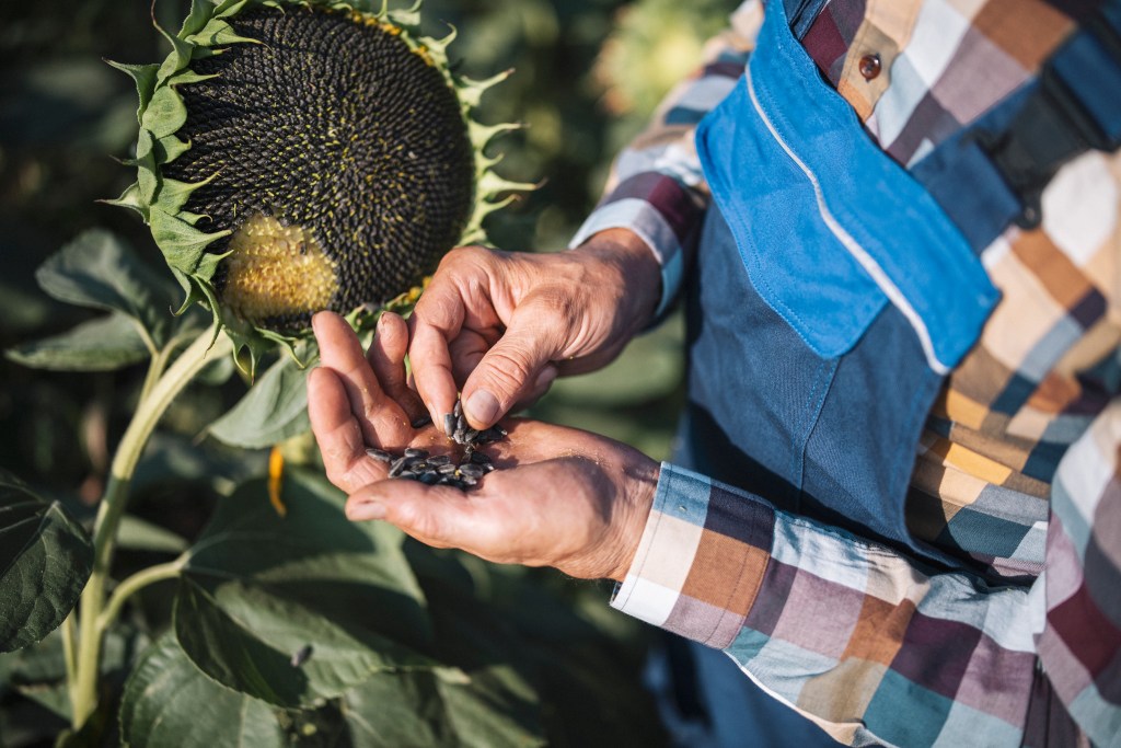 armer examining growth quality of sunflower seeds
