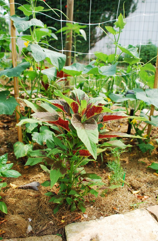 An Amaranthus Tricolor plant growing in a garden