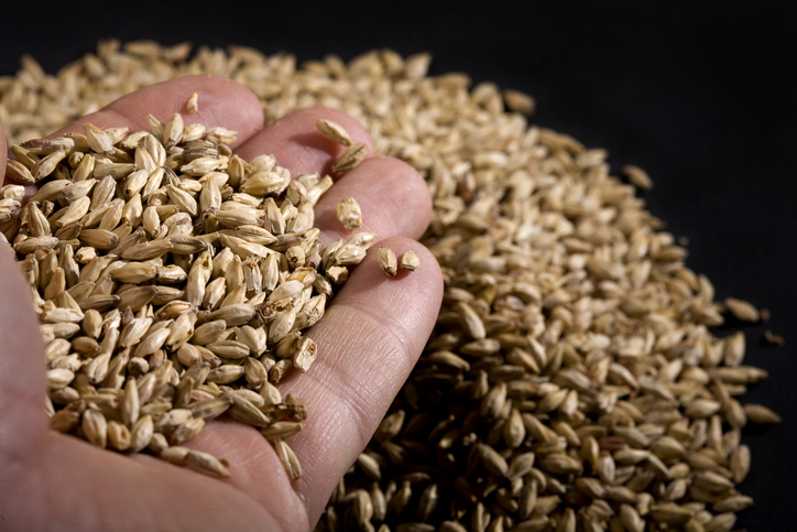 Handful of Malted Barley