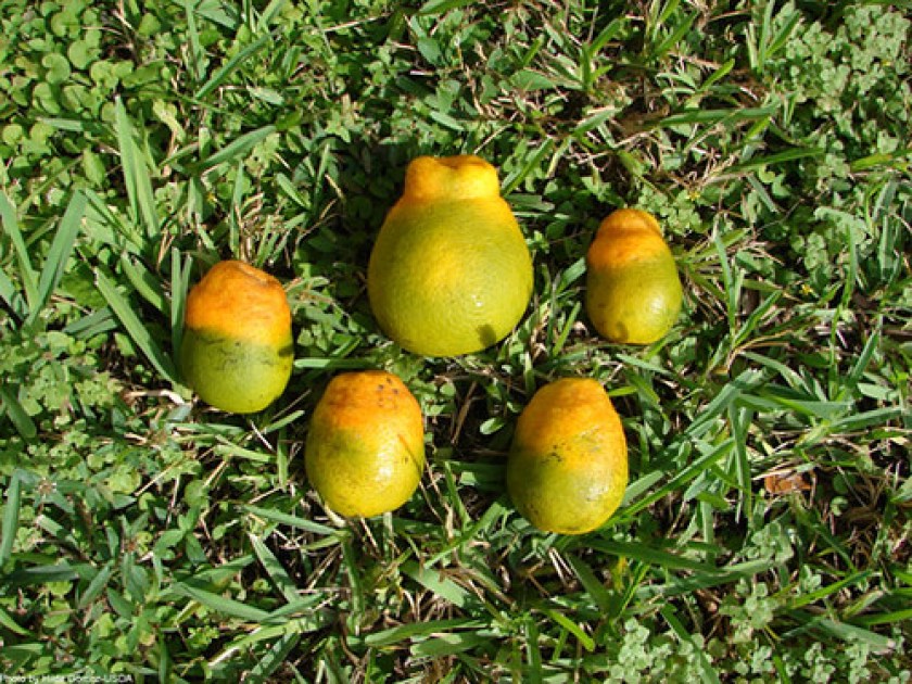 citrus fruits with citrus greening