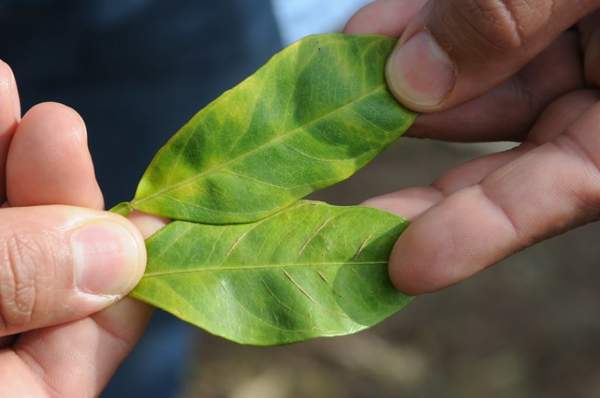 leaves with citrus greening