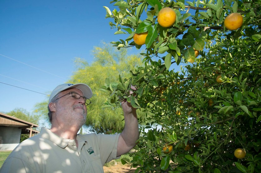 man checking plants for citrus greening