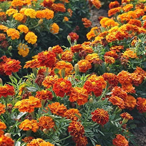 5 Plants That Repel Snakes + Where Do Snakes Like to Hide