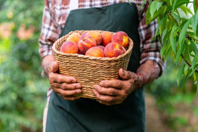 Mature farmer holding basket with peaches