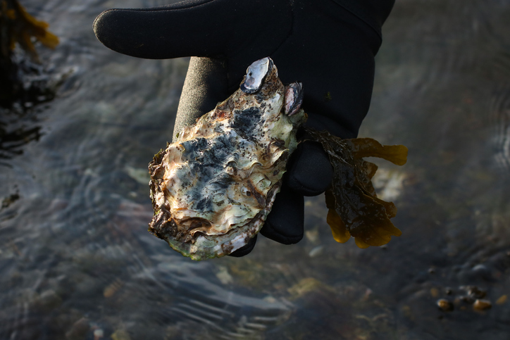Harvesting Shellfish from the sea, Oysters (Crassostrea giga) the best for Gourmet Seafood