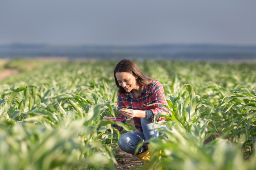 Farmer woman checking corn crop in summer