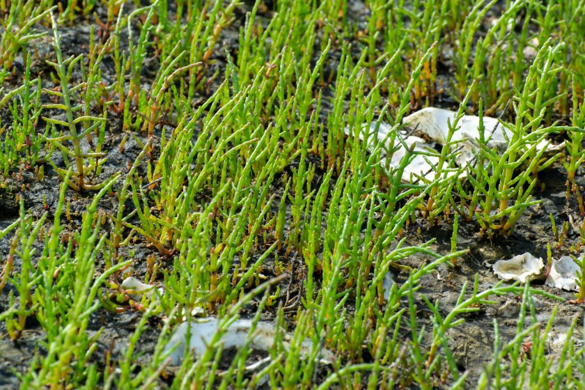 Salicornia edible plants grow in salt marshes, beaches, and mangroves, calles also glasswort, pickleweed, picklegrass, marsh samphire, mouse tits, sea beans, samphire greens or sea asparagus.