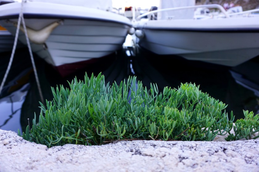 Rock samphire herb in the domestic Mediterranean environment