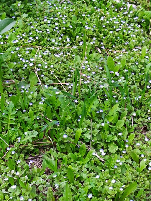 Small flowers in the grass