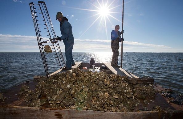 Victor Causey and James Creamer oysters in Apalachee Bay