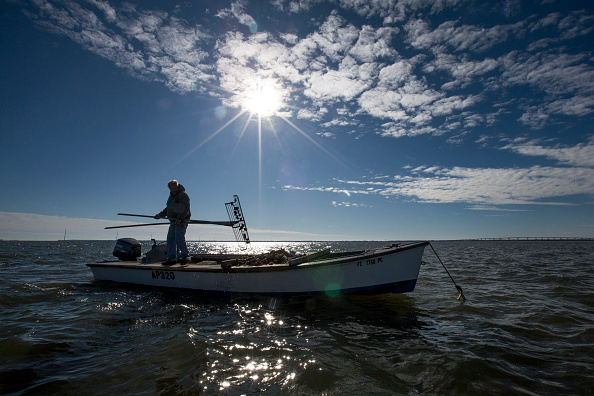 David Gilbert tongs oysters in Apalachee Bay