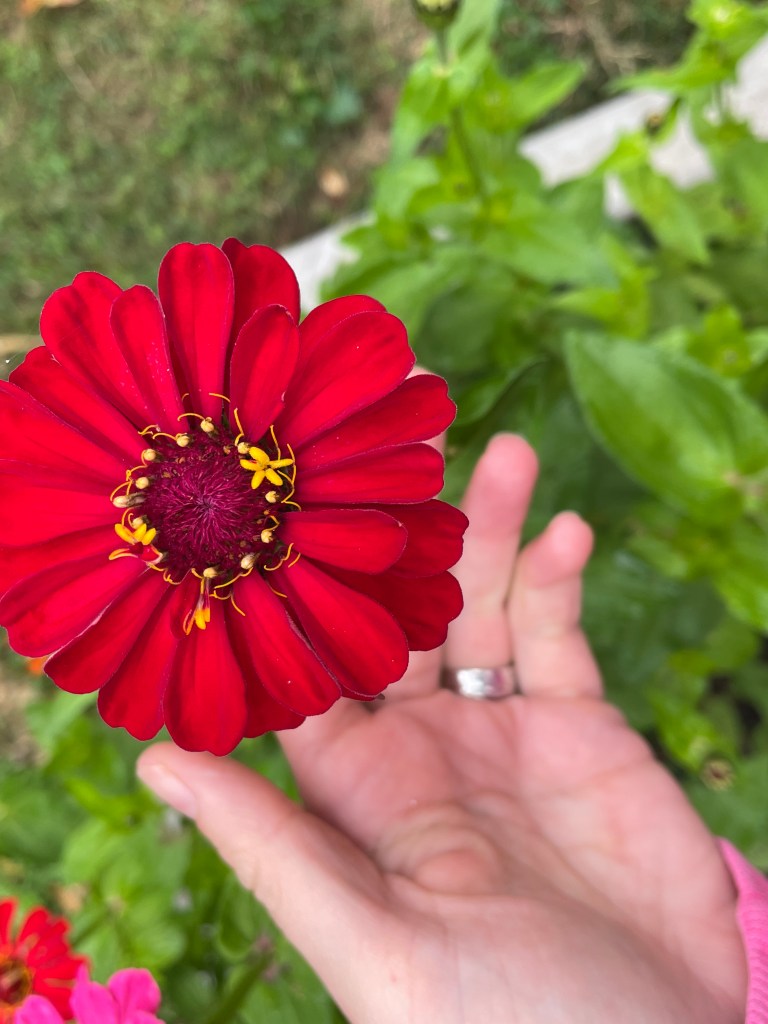 Zinnia grown from seed