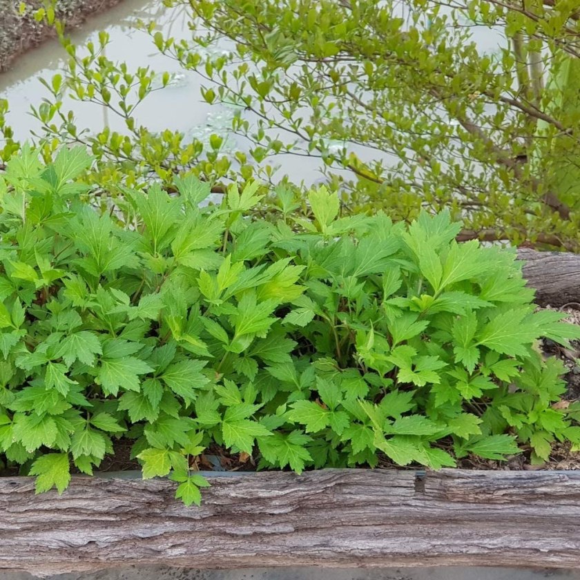 5 Plants That Repel Snakes + Where Do Snakes Like to Hide