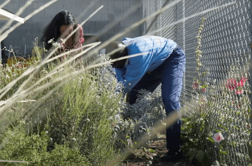 prisoners gardening