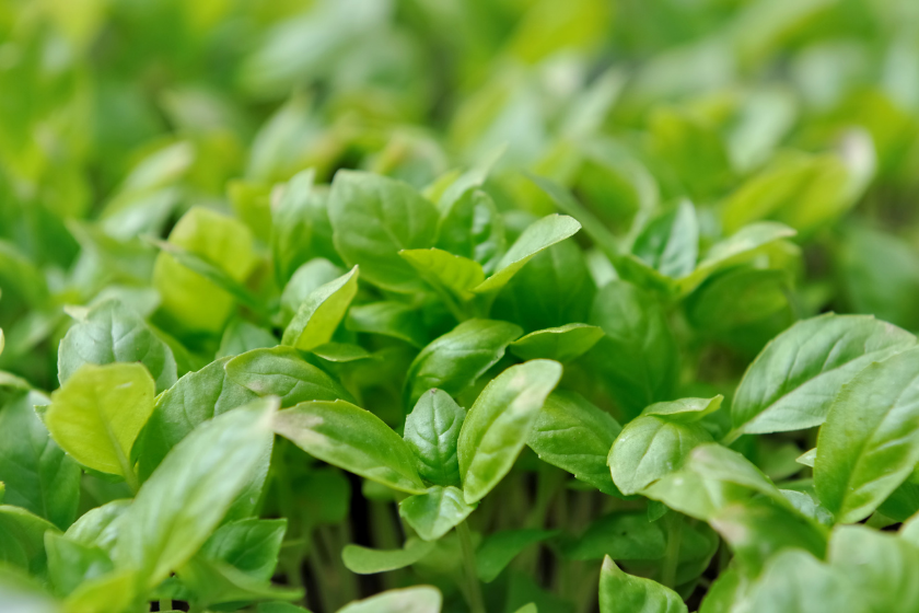 basil spring renewal herbs
