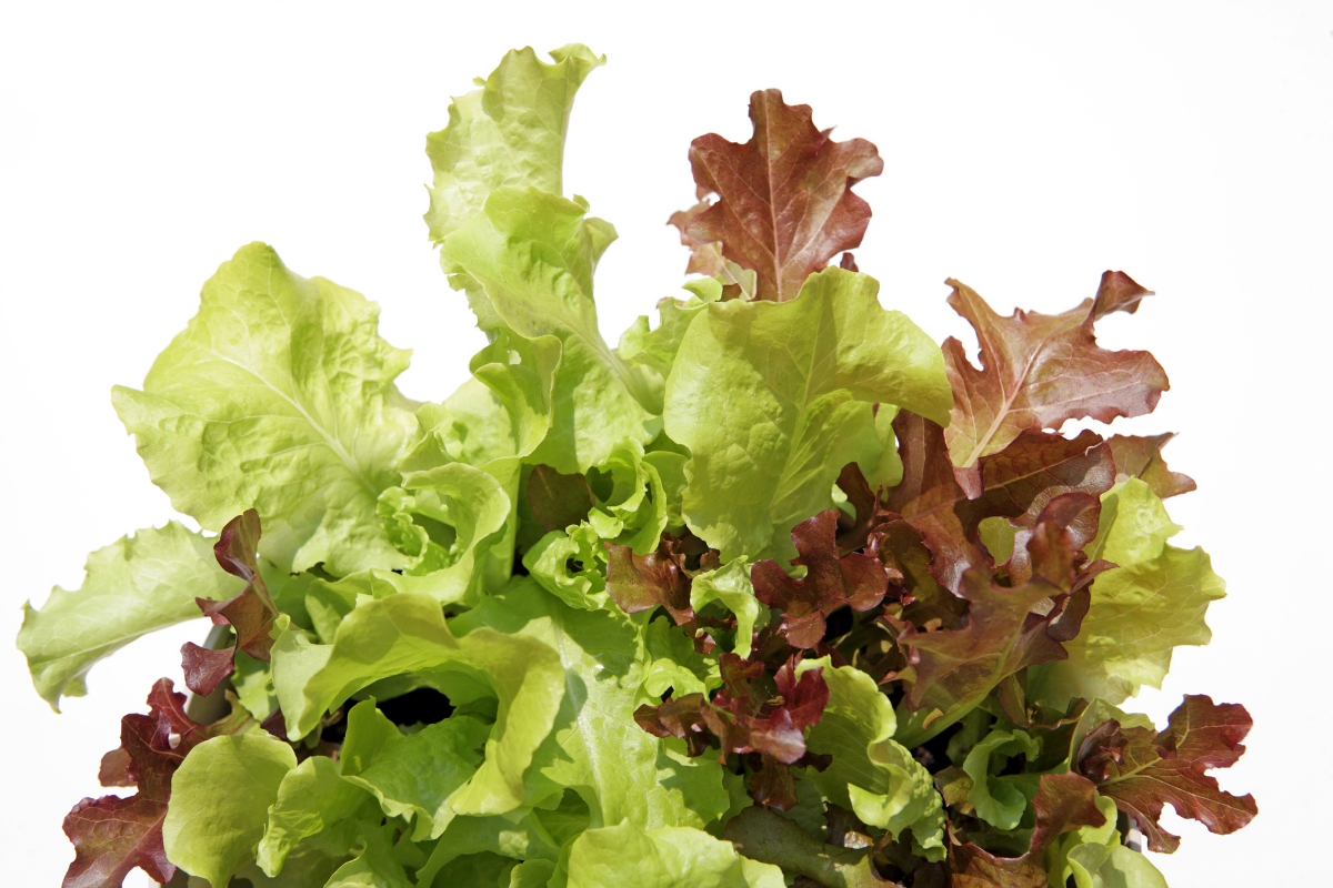 How Baby Crispy Green Leaf Lettuce Gets its Curl 