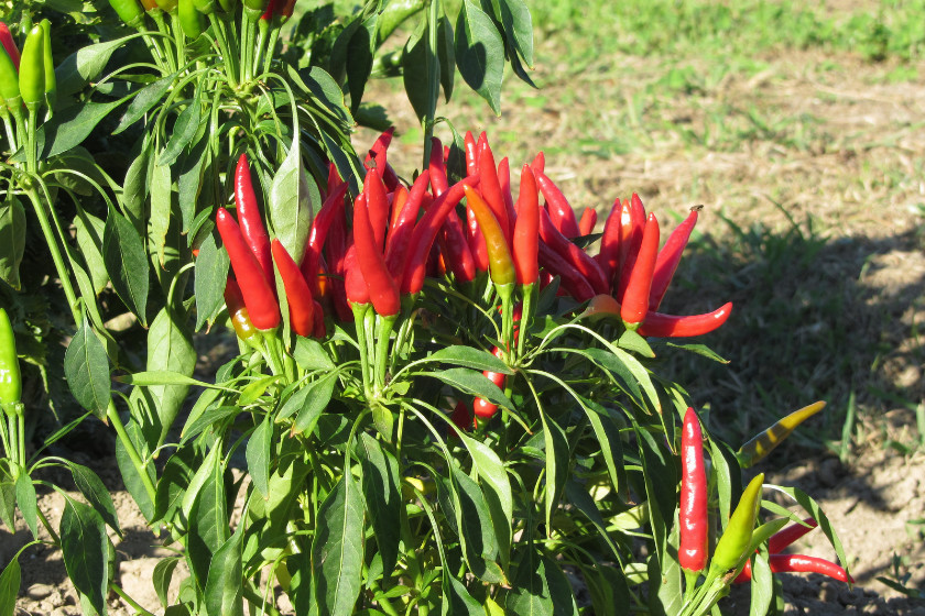 Tabasco Pepper: An Easy Addition to Any Homestead Garden