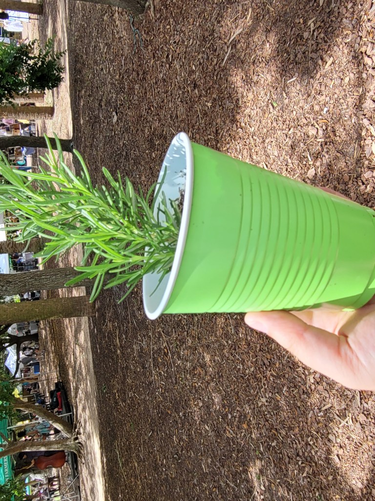rosemary in cup
